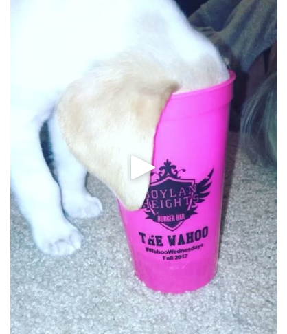 generic 101st graphic or image from submission